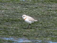 Charadrius pallidus