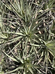 Puya venusta