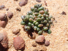 Dudleya brevifolia