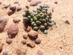 Dudleya brevifolia