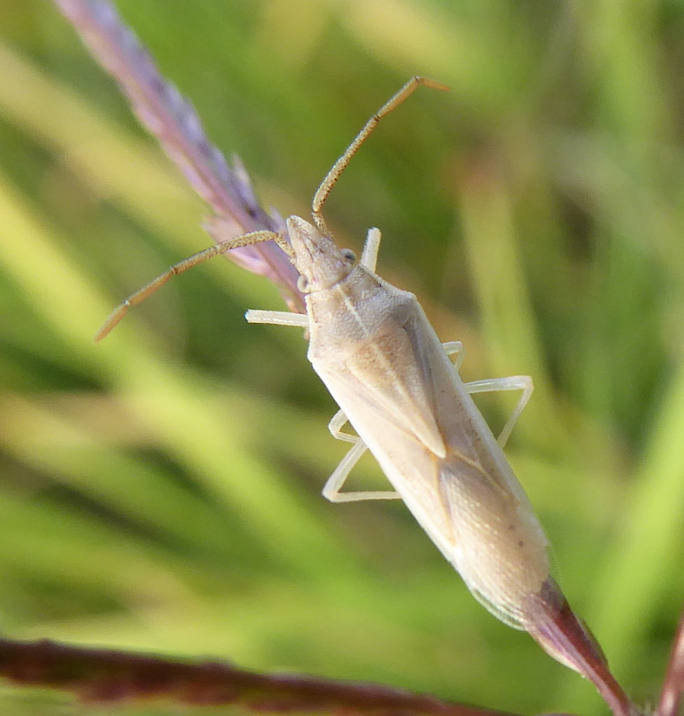 Mecidea prolixa