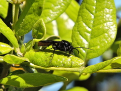 Elaphroptera scoliaeformis