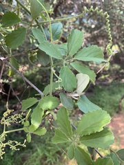 Cyphostemma puberulum