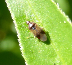 Cimicoidea