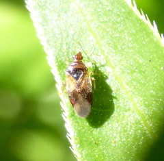 Cimicoidea