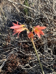 Zephyranthes advena