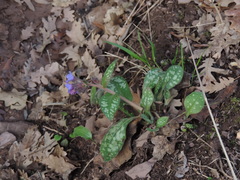 Pulmonaria hirta
