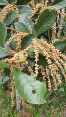 Clethra scabra