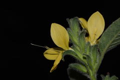 Tetramerium glandulosum