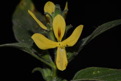 Tetramerium glandulosum