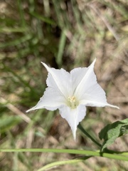 Convolvulus hermanniae