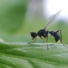 Nemopoda nitidula