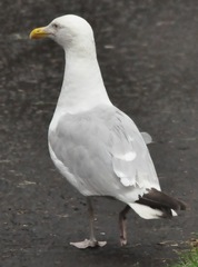 Larus argentatus