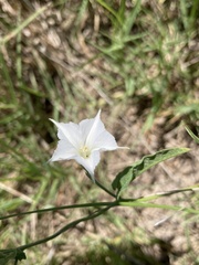 Convolvulus hermanniae