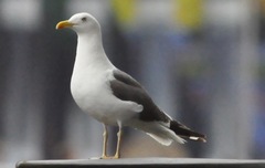 Larus fuscus
