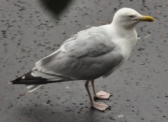 Larus argentatus