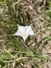 Convolvulus hermanniae