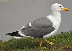 Larus fuscus
