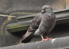 Columba livia