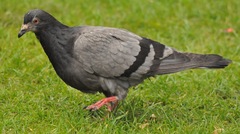 Columba livia