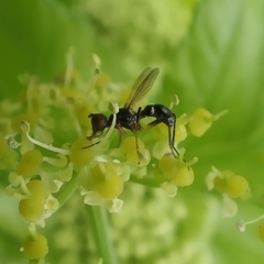 Nemopoda nitidula