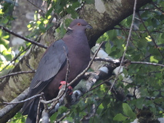 Patagioenas araucana