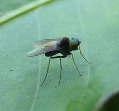 Diptera