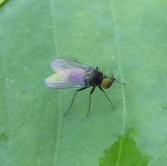 Diptera
