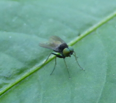 Diptera