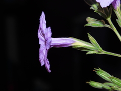 Ruellia intermedia