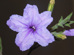 Ruellia intermedia