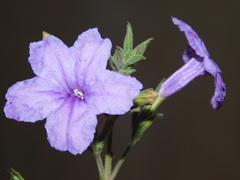 Ruellia intermedia