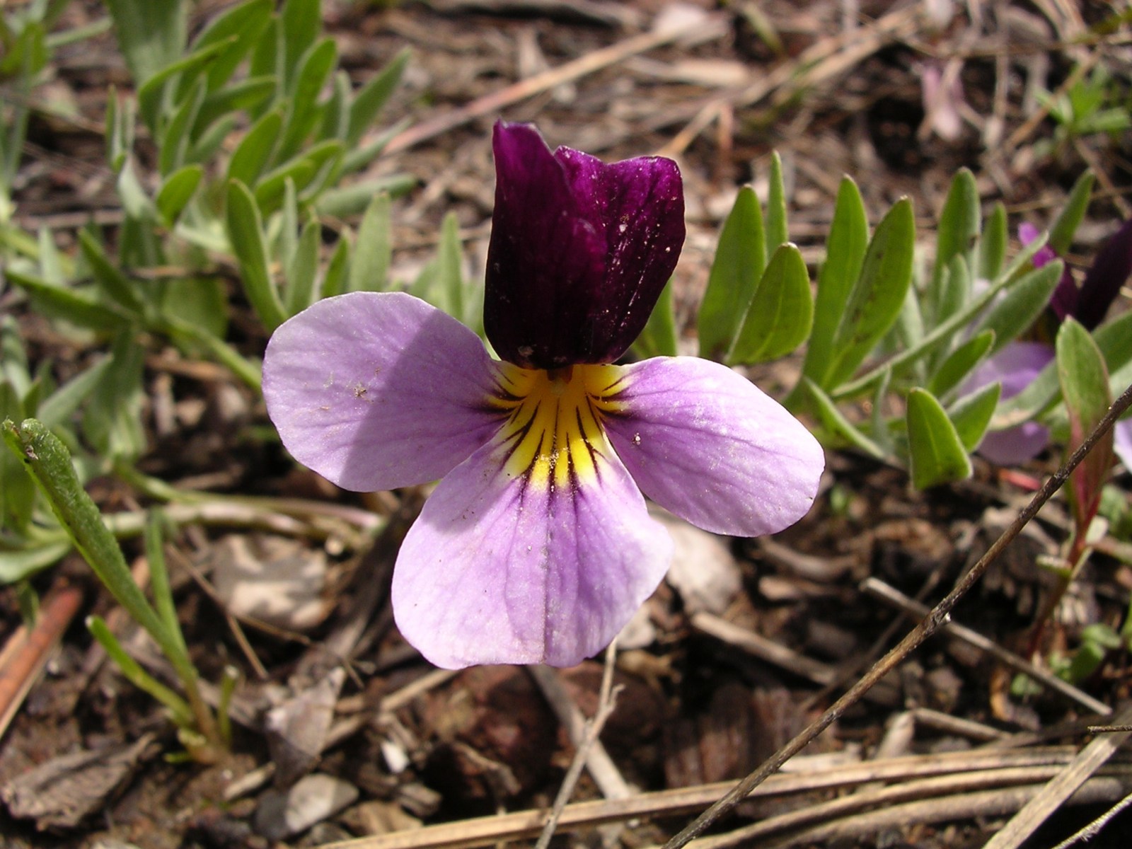 Beckwith's Violet (Viola beckwithii) · iNaturalist