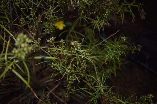 Schiedea spergulina