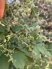 Cyphostemma puberulum