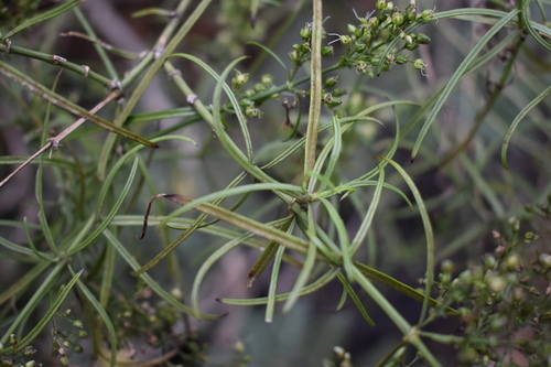 Schiedea spergulina
