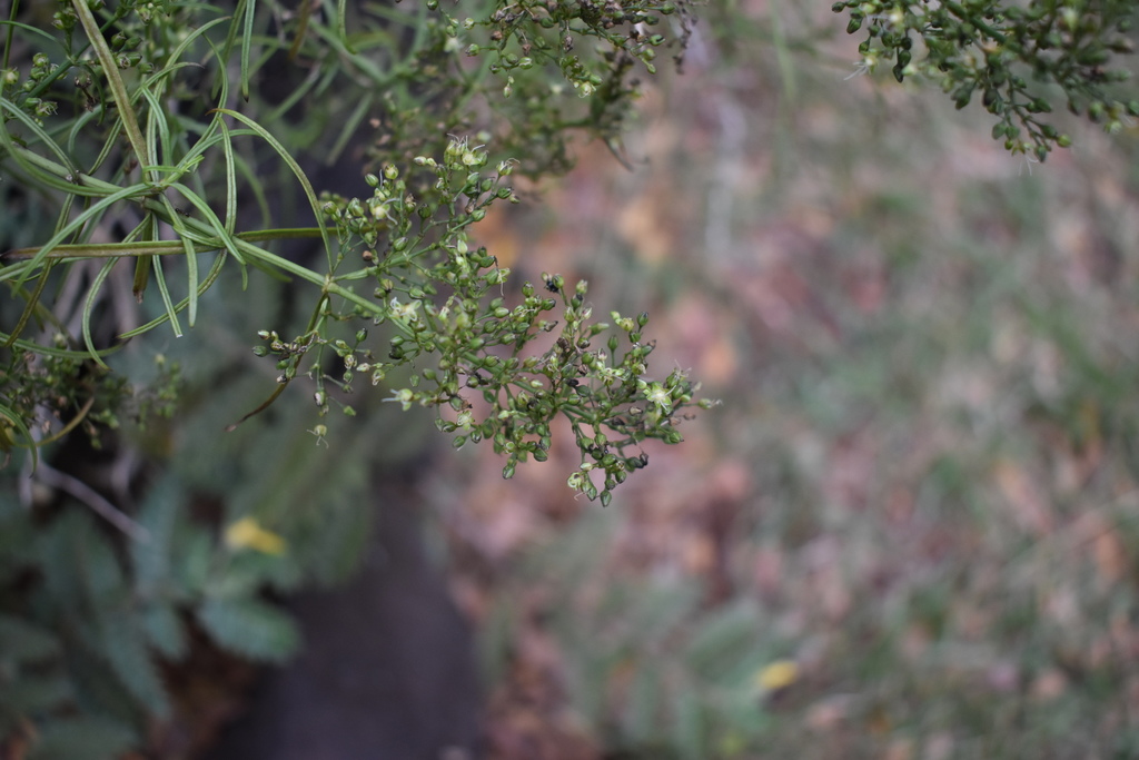 Schiedea spergulina