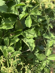 Cyphostemma puberulum