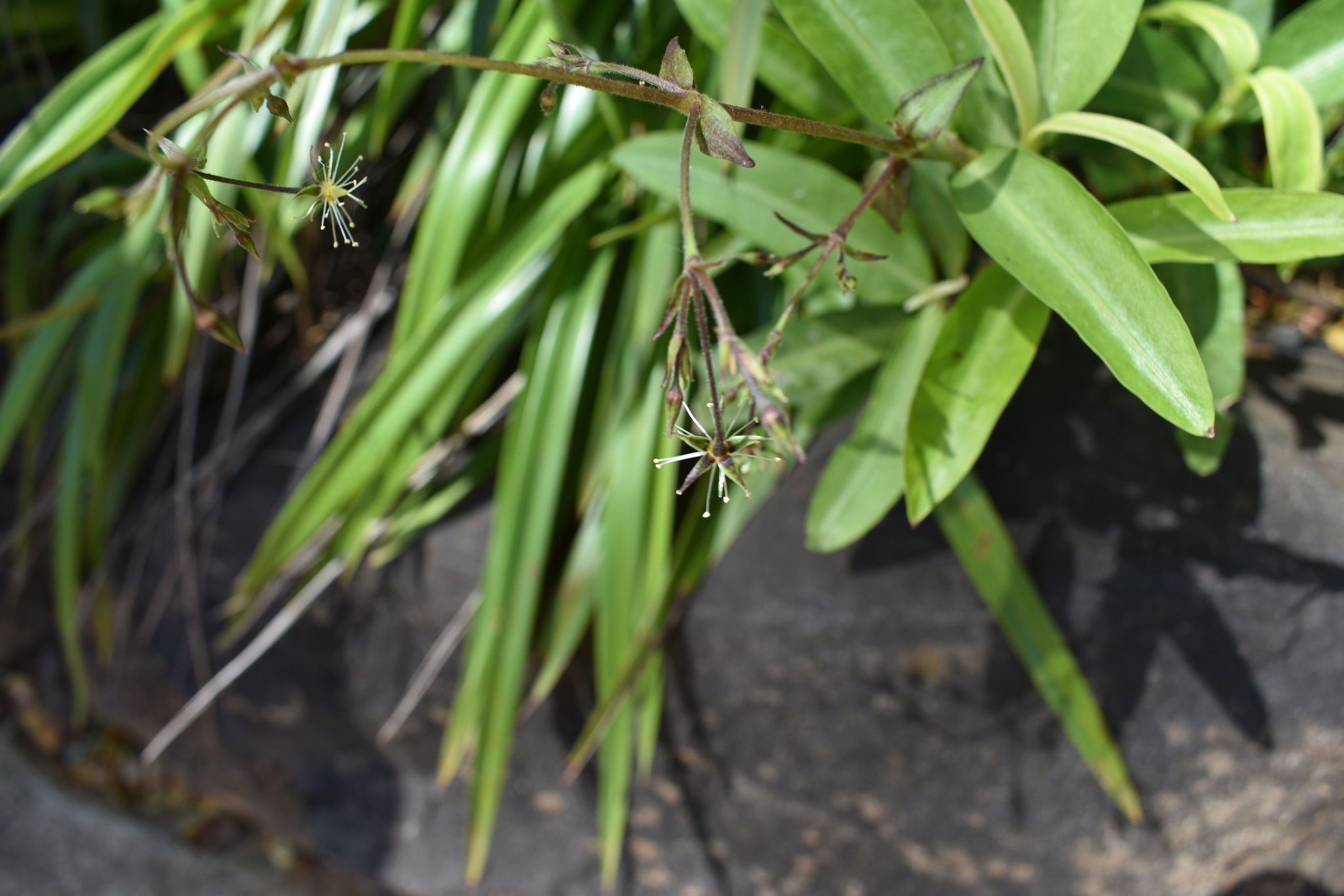 Schiedea kauaiensis