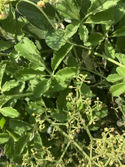 Cyphostemma puberulum