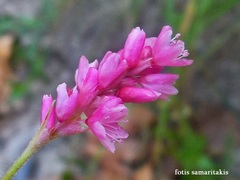 Persicaria orientalis