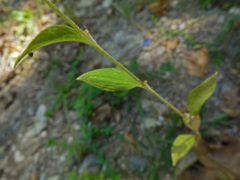 Persicaria orientalis