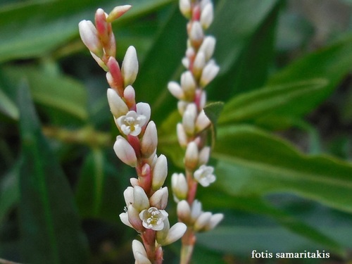 slender knotweed