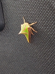 Umbonia spinosa