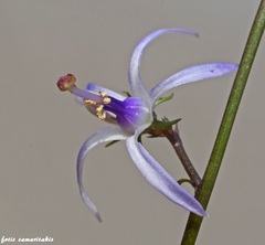 Petromarula pinnata