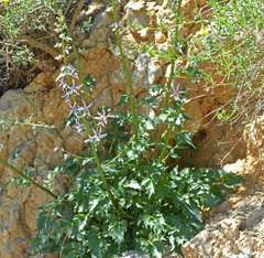 Petromarula pinnata