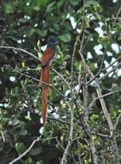 Terpsiphone viridis plumbeiceps