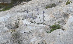 Petromarula pinnata