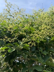 Cyphostemma puberulum