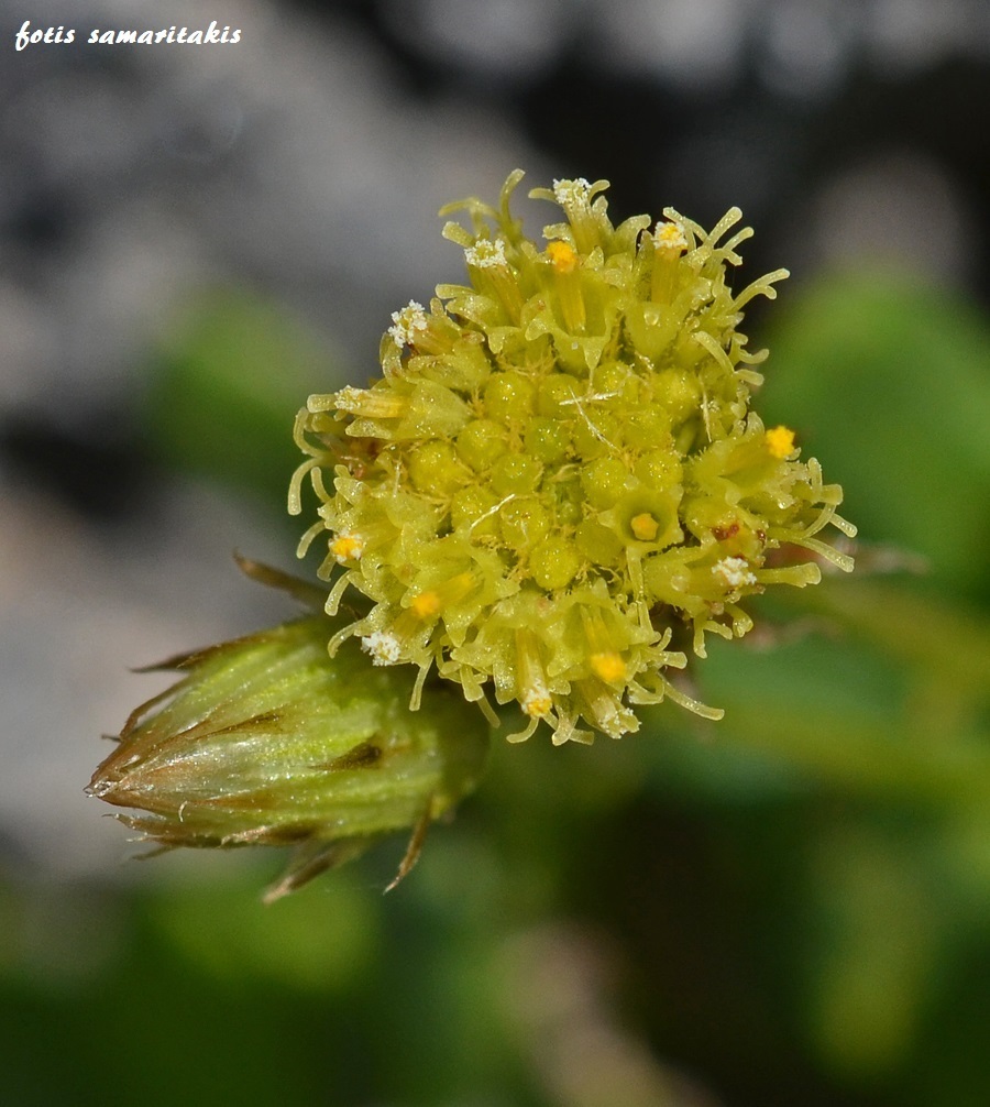 Pygmy Phagnalon